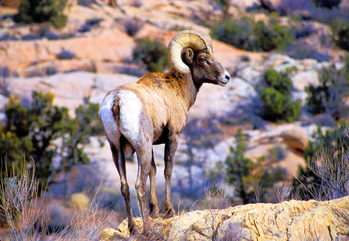 Bighorn Sheep in Arches National Park NPS picture by Neal Herbert 
