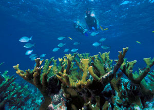 Elkhorn Reef Biscayne National Park Picture by John Brooks of NPS