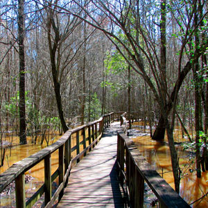 Boardwalk in Congaree National Park Picture by Theresa Thom of NPS