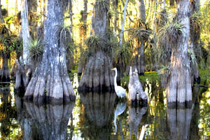 Great Egret in Everglades National Park Picture by NPS