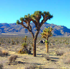 Joshua Tree National Park Picture by USGS.gov