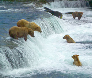 Bears at Brooks River Falls Katmai National Park Picture by Peter Hamel NPS
