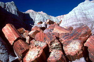 Petrified Log Jumble at Petrified Forest National Park Picture by T. Scott Williams NPS.gov