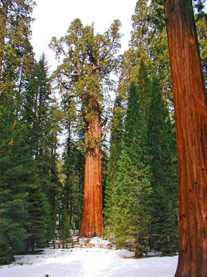 General Sherman Tree, the world's largest living tree, Sequoia National Park Picture by Alexandra Picavet NPS